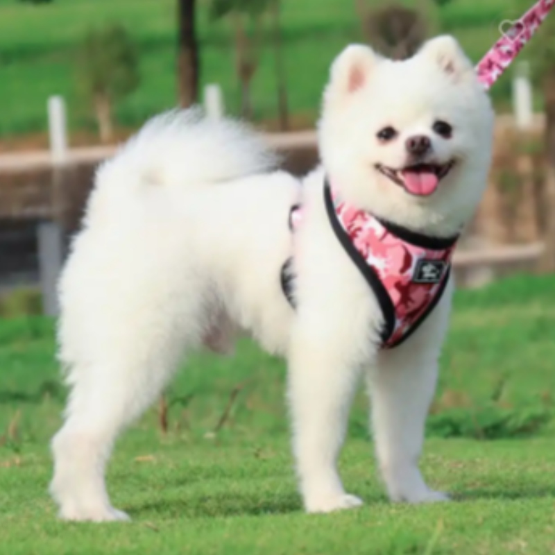 Puppy de lux personalizat lesă cu guler reglabil pentru animale de companie, bandana, reversibil și respirabil seturi de harnașe de câini dinneopren